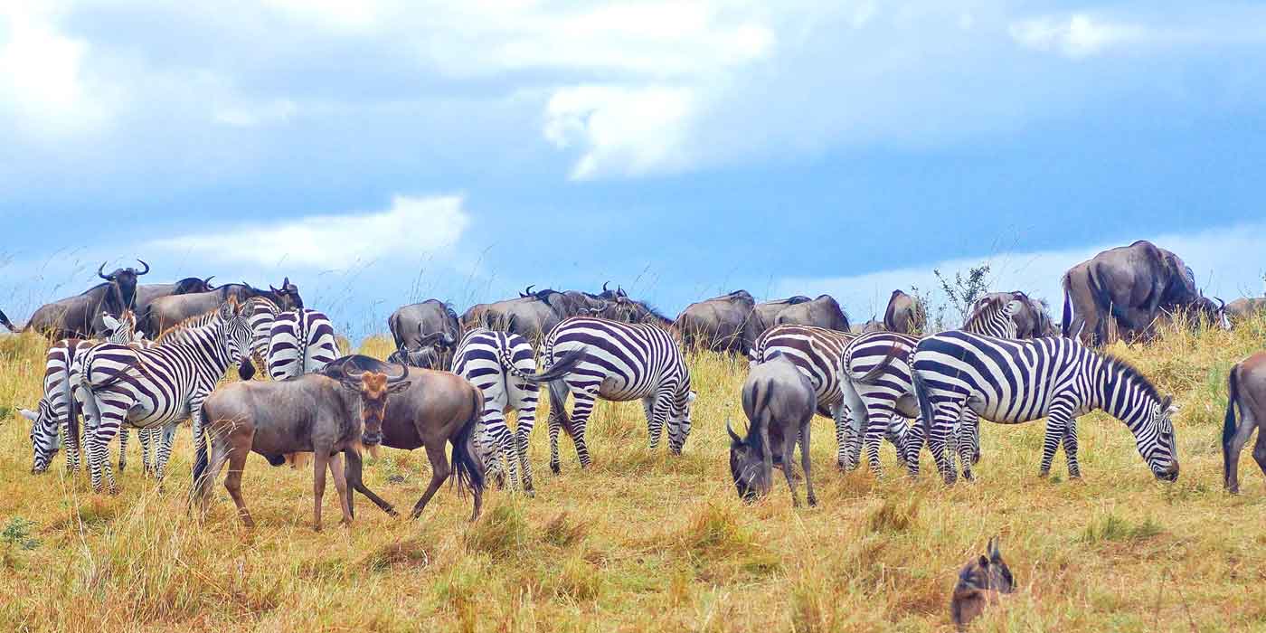 Tanzania Safaris FAQ`s