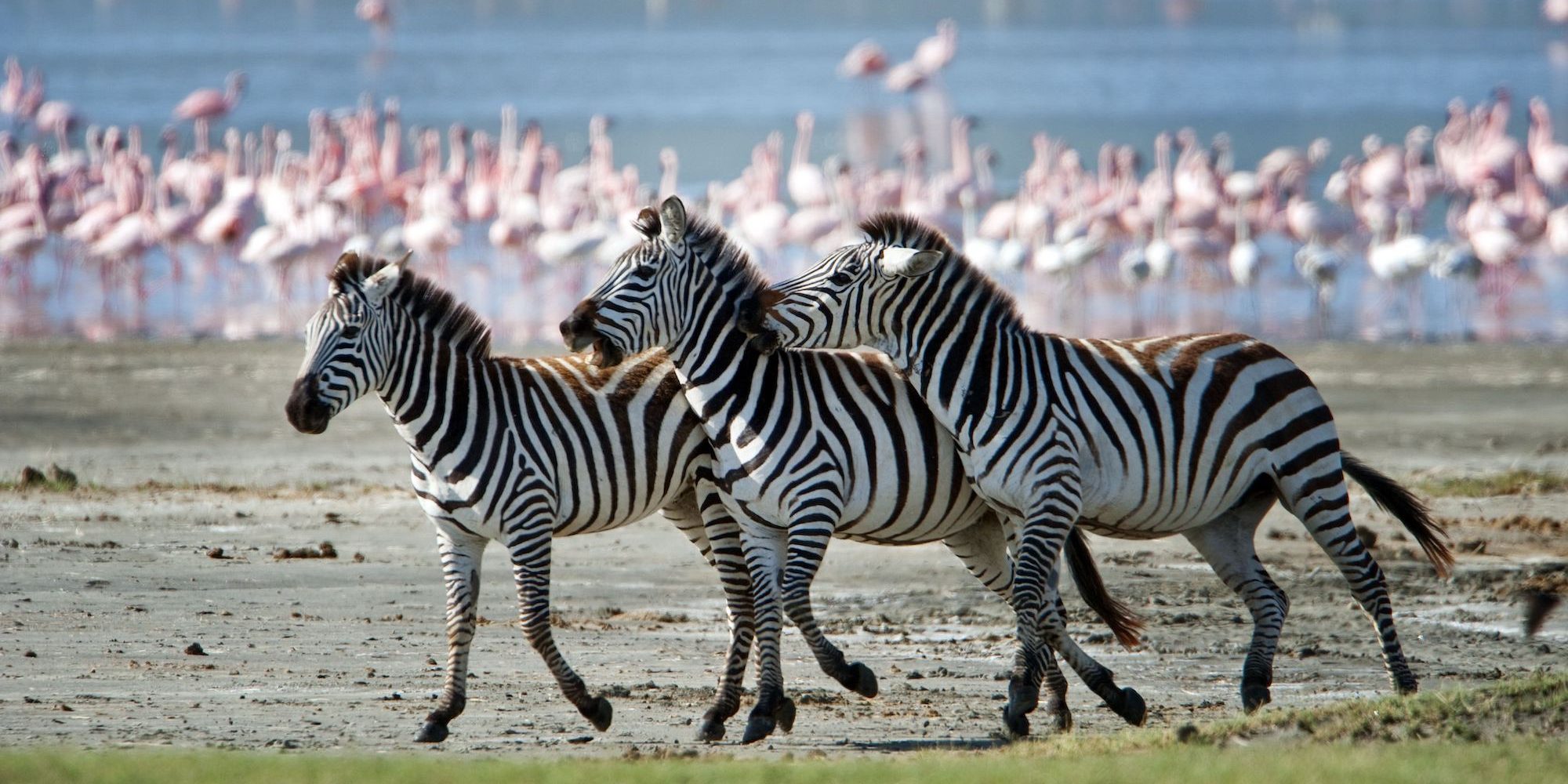 5 Days Tanzania Safaris